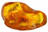 Fossil True Weevil Head, Ants and Spider Webs in Baltic Amber #183606-4